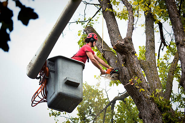 Best Fruit Tree Pruning  in Newstle, CA